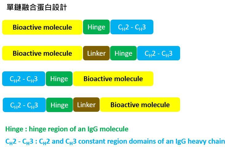 單鏈Fc (single chain Fc) 技術平台 - 聯亞藥業